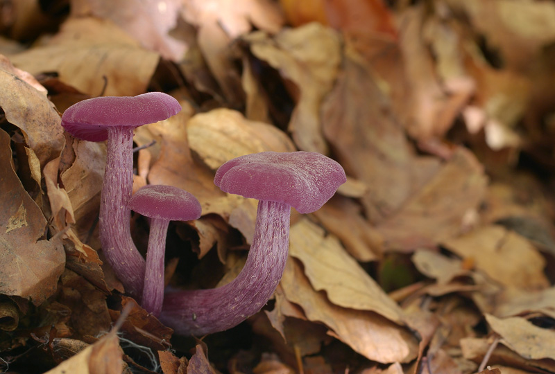 Laccaria amethystina